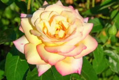 Storblommig Rabattros 'Peace' syn- 'Mme A. Meilland' Barrotad