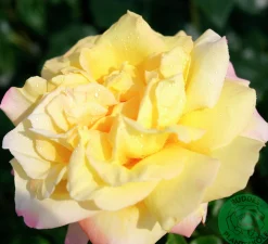 Storblommig Rabattros 'Peace' syn- 'Mme A. Meilland' Barrotad
