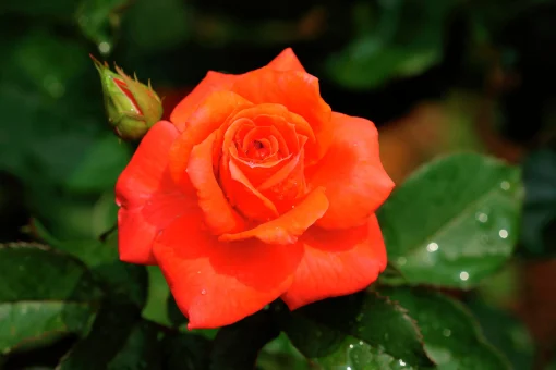 Storblommig Rabattros 'Prinsesse Marie' 'Poulht007' Barrotad