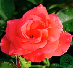 Storblommig Rabattros 'Prinsesse Marie' 'Poulht007' Barrotad