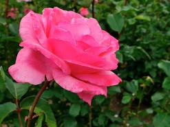 Storblommig Rabattros 'Queen Elisabeth' Barrotad