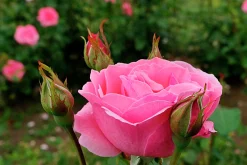 Storblommig Rabattros 'Queen Elisabeth' Barrotad