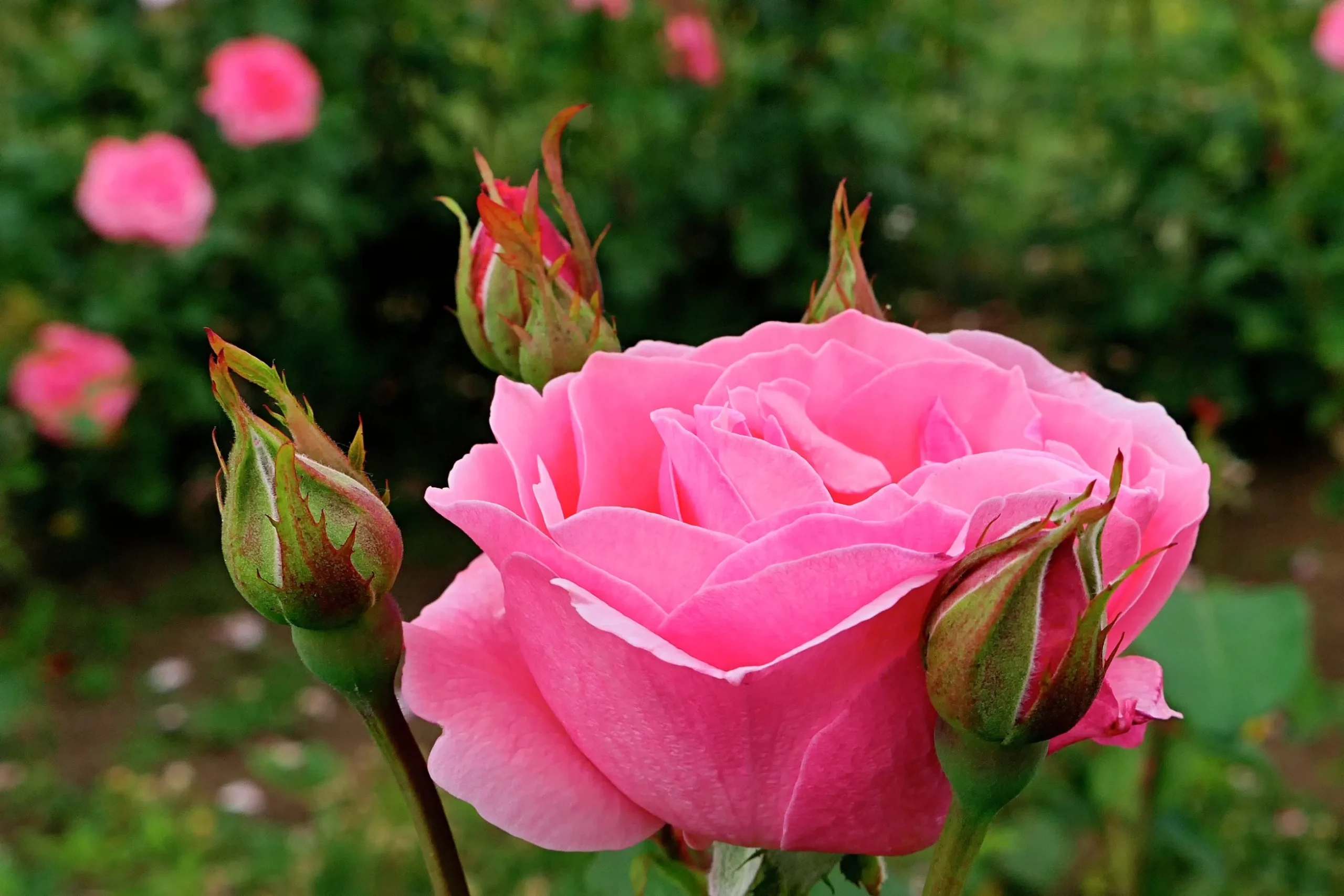 Storblommig Rabattros 'Queen Elisabeth' Barrotad