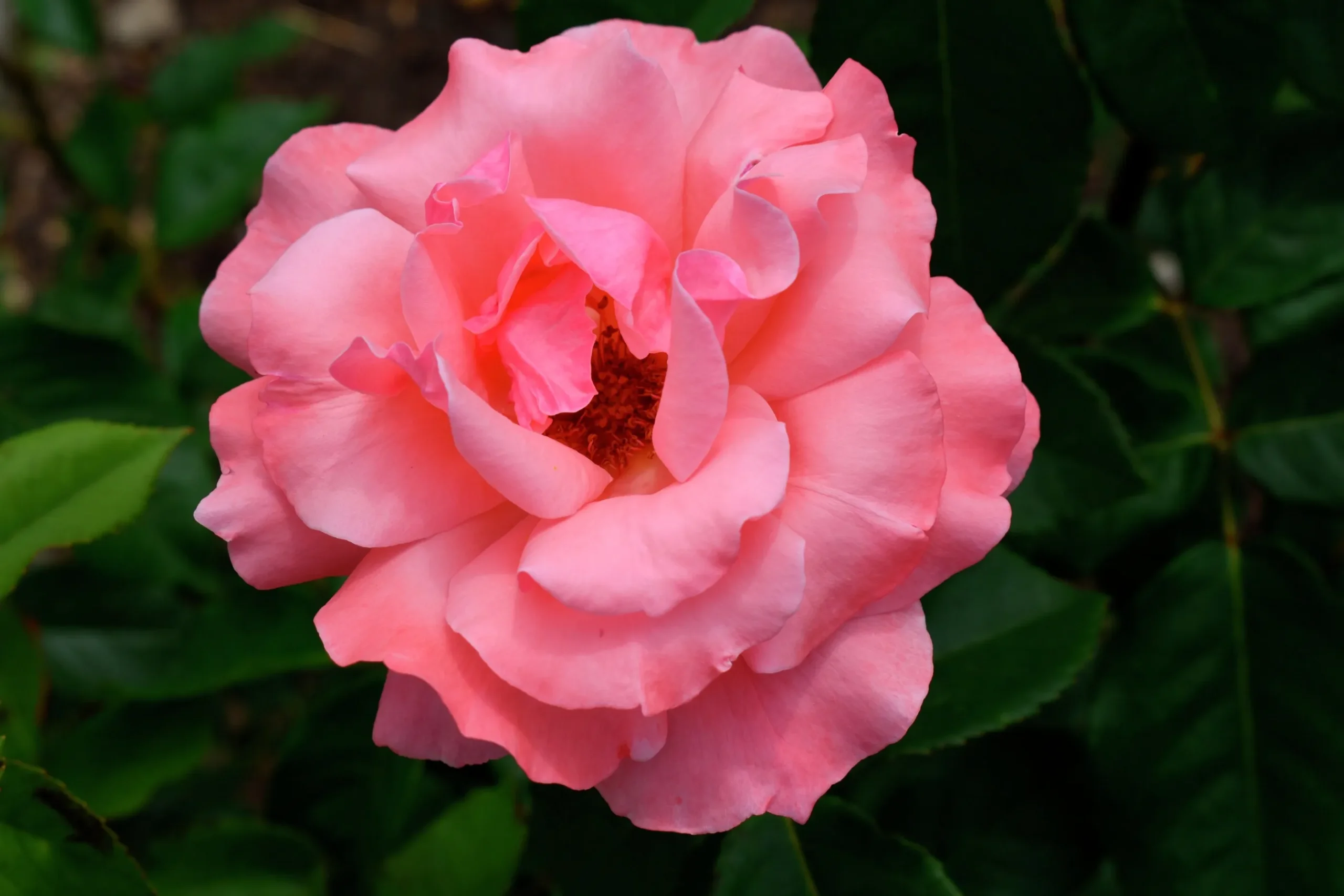 Storblommig Rabattros 'Queen Elisabeth' Barrotad