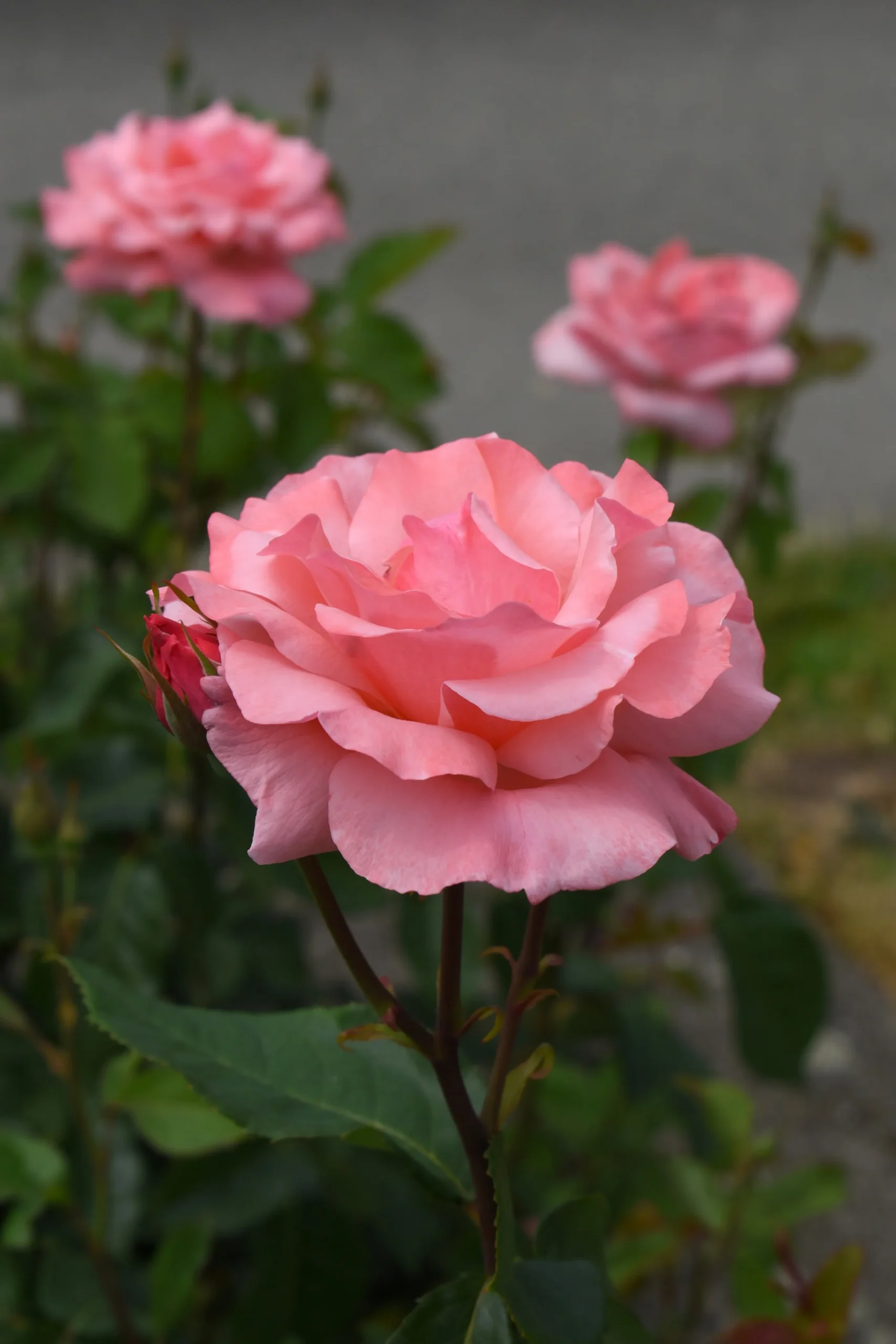 Storblommig Rabattros 'Queen Elisabeth' Barrotad