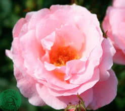 Storblommig Rabattros 'Queen Elisabeth' Barrotad