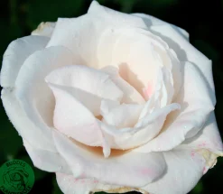 Storblommig rabattros 'Royal Copenhagen' 'Poulht001' Barrotad