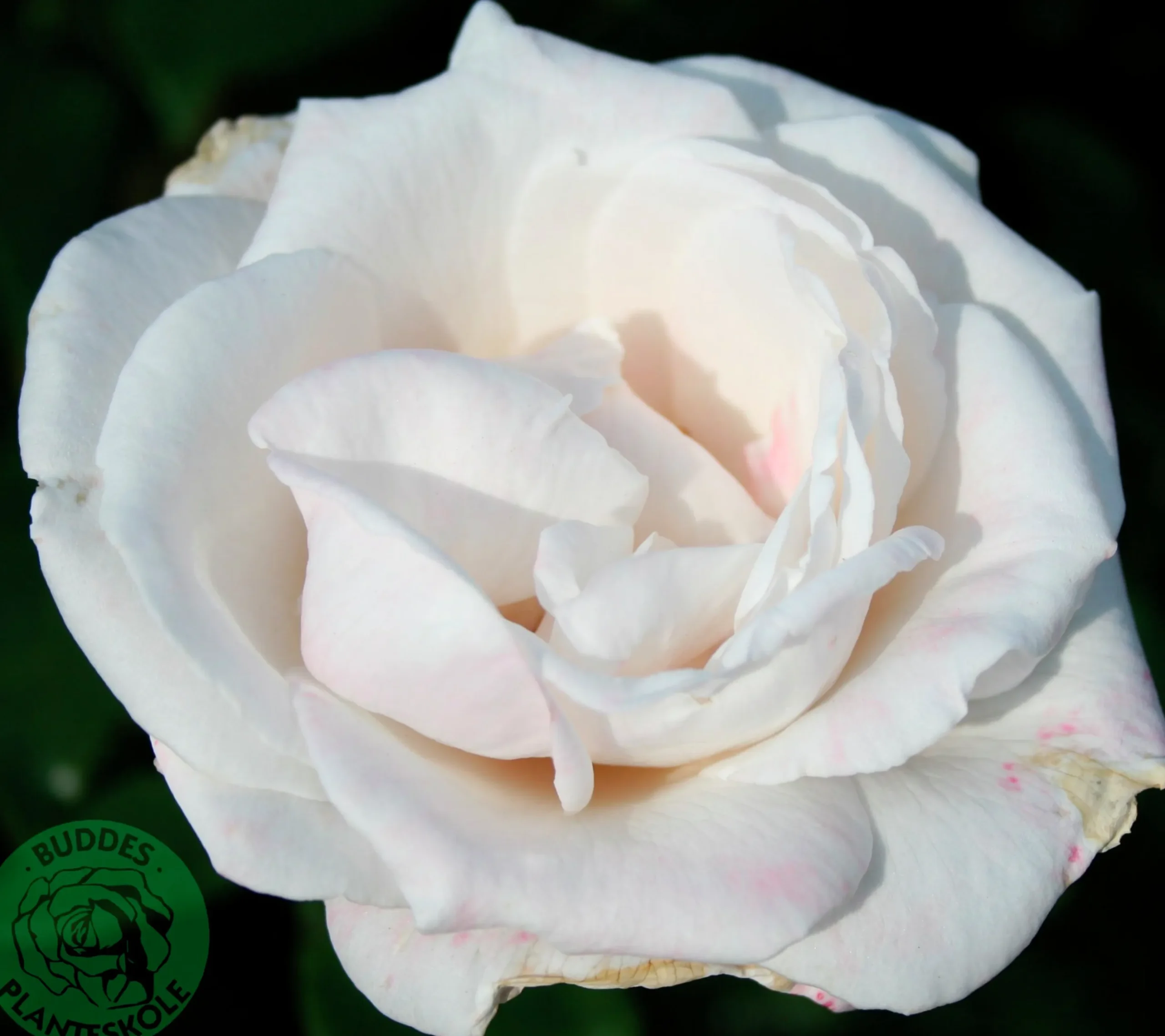 Storblommig rabattros 'Royal Copenhagen' 'Poulht001' Barrotad