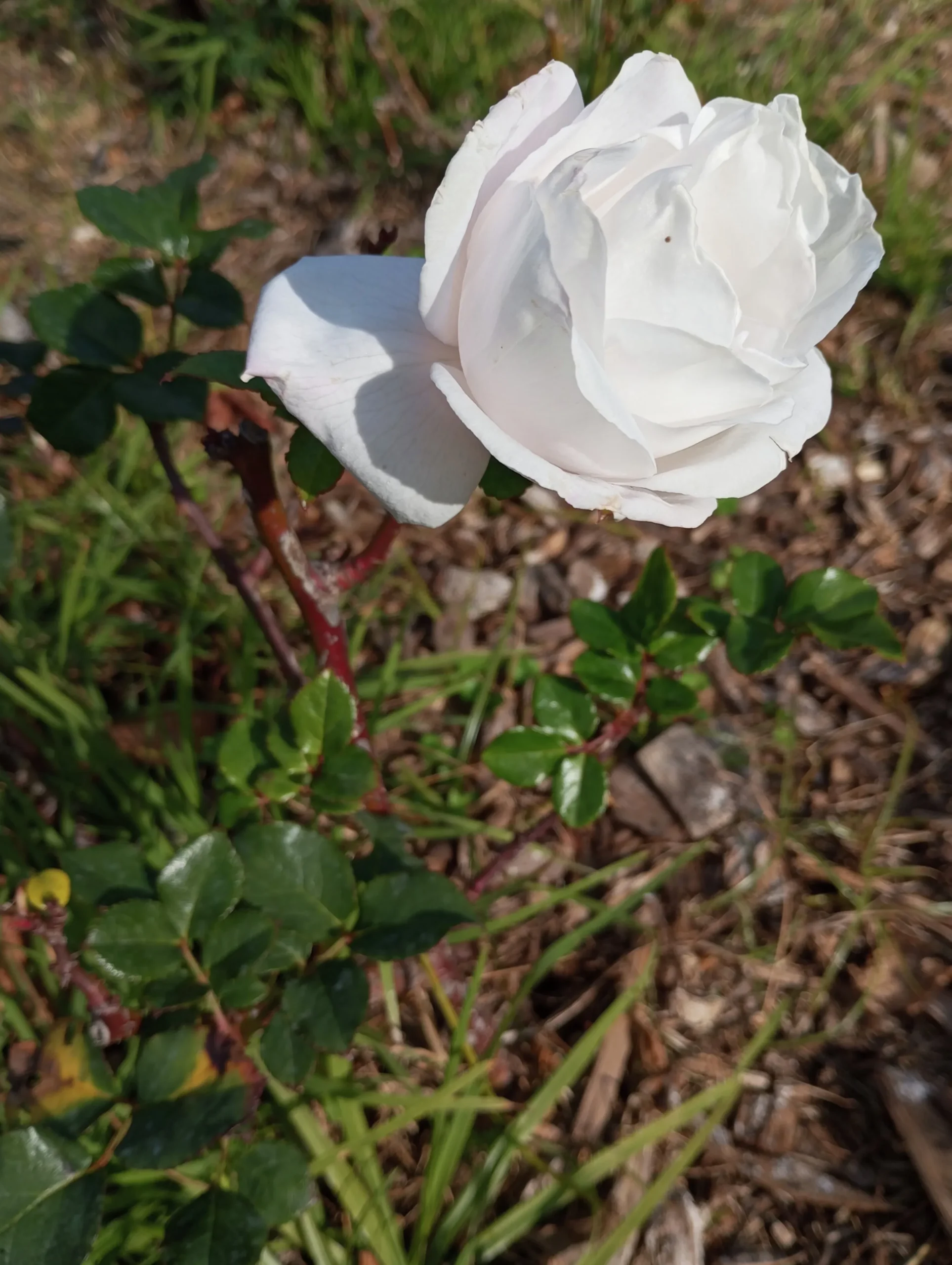 Storblommig rabattros 'Royal Copenhagen' 'Poulht001' Barrotad