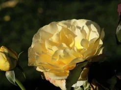 Storblommig rabattros 'Tivoli 150' 'Poulduce' Barrotad