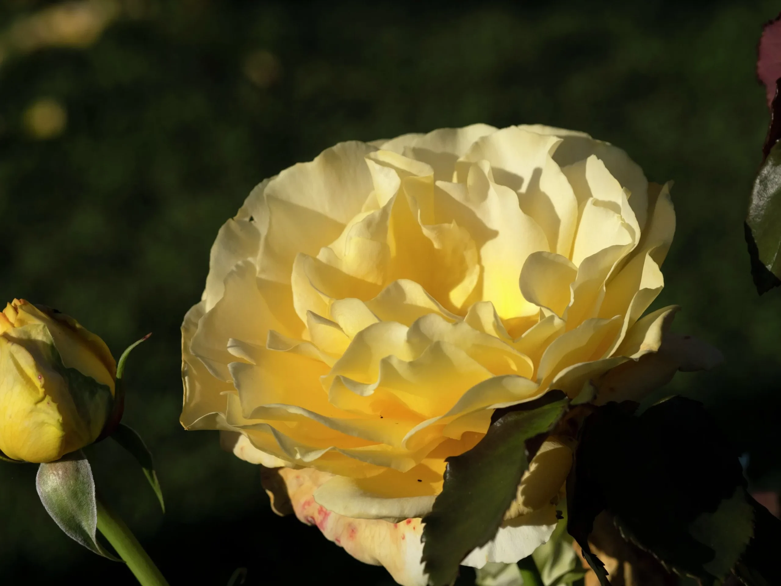Storblommig rabattros 'Tivoli 150' 'Poulduce' Barrotad