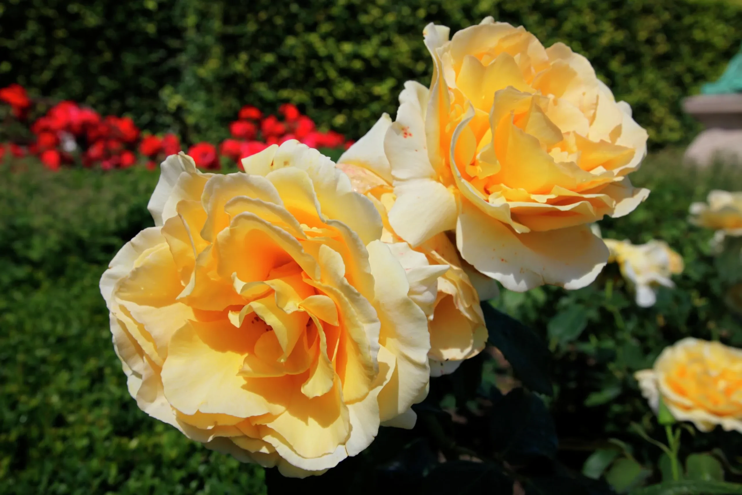 Storblommig rabattros 'Tivoli 150' 'Poulduce' Barrotad
