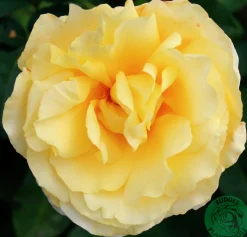 Storblommig rabattros 'Tivoli 150' 'Poulduce' Barrotad