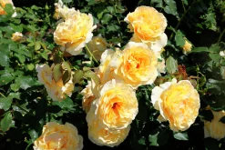 Storblommig rabattros 'Tivoli 150' 'Poulduce' Barrotad