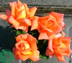 Storblommig Rabattros 'Viktor Borge' 'Poulvue' Barrotad