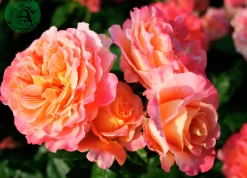 Storblommig Ros 'Augusta Luise' 'Tangust' Barrotad