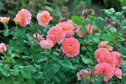 Storblommig Ros 'Augusta Luise' 'Tangust' Barrotad