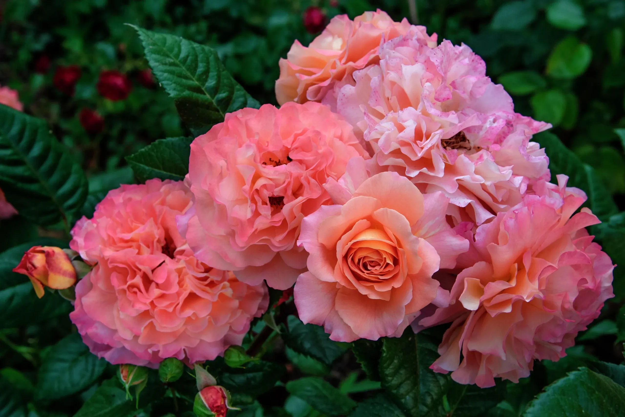 Storblommig Ros 'Augusta Luise' 'Tangust' Barrotad