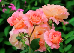 Storblommig Ros 'Augusta Luise' 'Tangust' Barrotad