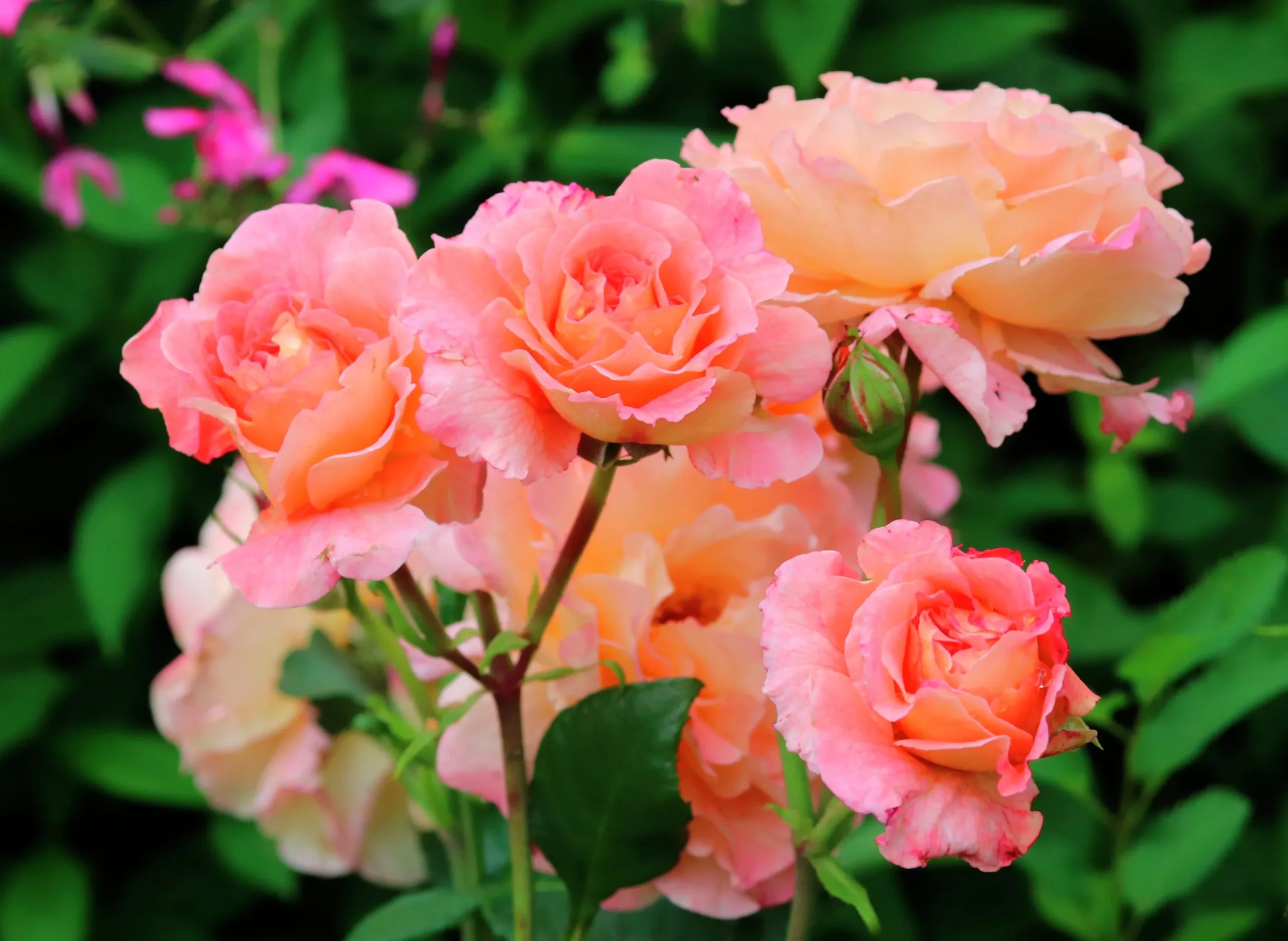 Storblommig Ros 'Augusta Luise' 'Tangust' Barrotad