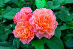 Storblommig Ros 'Augusta Luise' 'Tangust' Barrotad