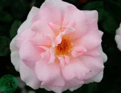 Storblommig Ros 'A Whiter Shade of Pale' 'Peafanfare' Barrotad