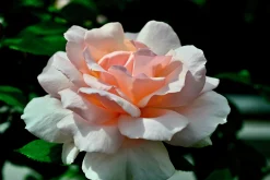Storblommig Ros 'A Whiter Shade of Pale' 'Peafanfare' Barrotad