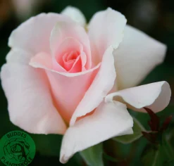 Storblommig Ros 'A Whiter Shade of Pale' 'Peafanfare' Barrotad
