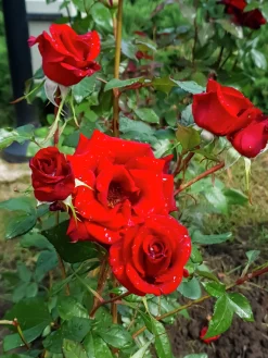 Storblommig Ros 'Barkarole' 'Tanelorak' Barrotad