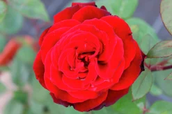 Storblommig Ros 'Barkarole' 'Tanelorak' Barrotad
