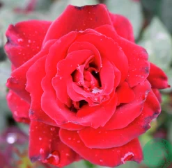 Storblommig Ros 'Barkarole' 'Tanelorak' Barrotad