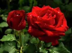 Storblommig Ros 'Barkarole' 'Tanelorak' Barrotad