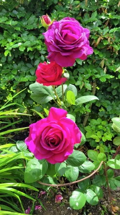 Storblommig Ros 'Big Purple' 'Stebigpu' Barrotad