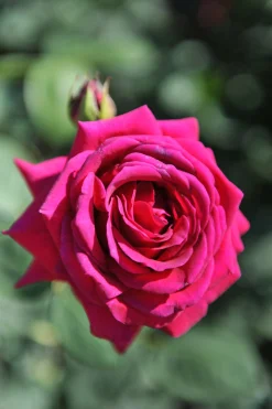 Storblommig Ros 'Big Purple' 'Stebigpu' Barrotad