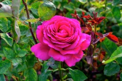 Storblommig Ros 'Big Purple' 'Stebigpu' Barrotad