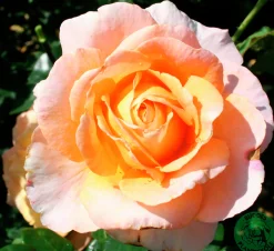Storblommig ros 'Bitten Clausen syn. Scented Memory' 'Poulht002' Barrotad