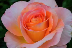 Storblommig ros 'Bitten Clausen syn. Scented Memory' 'Poulht002' Barrotad