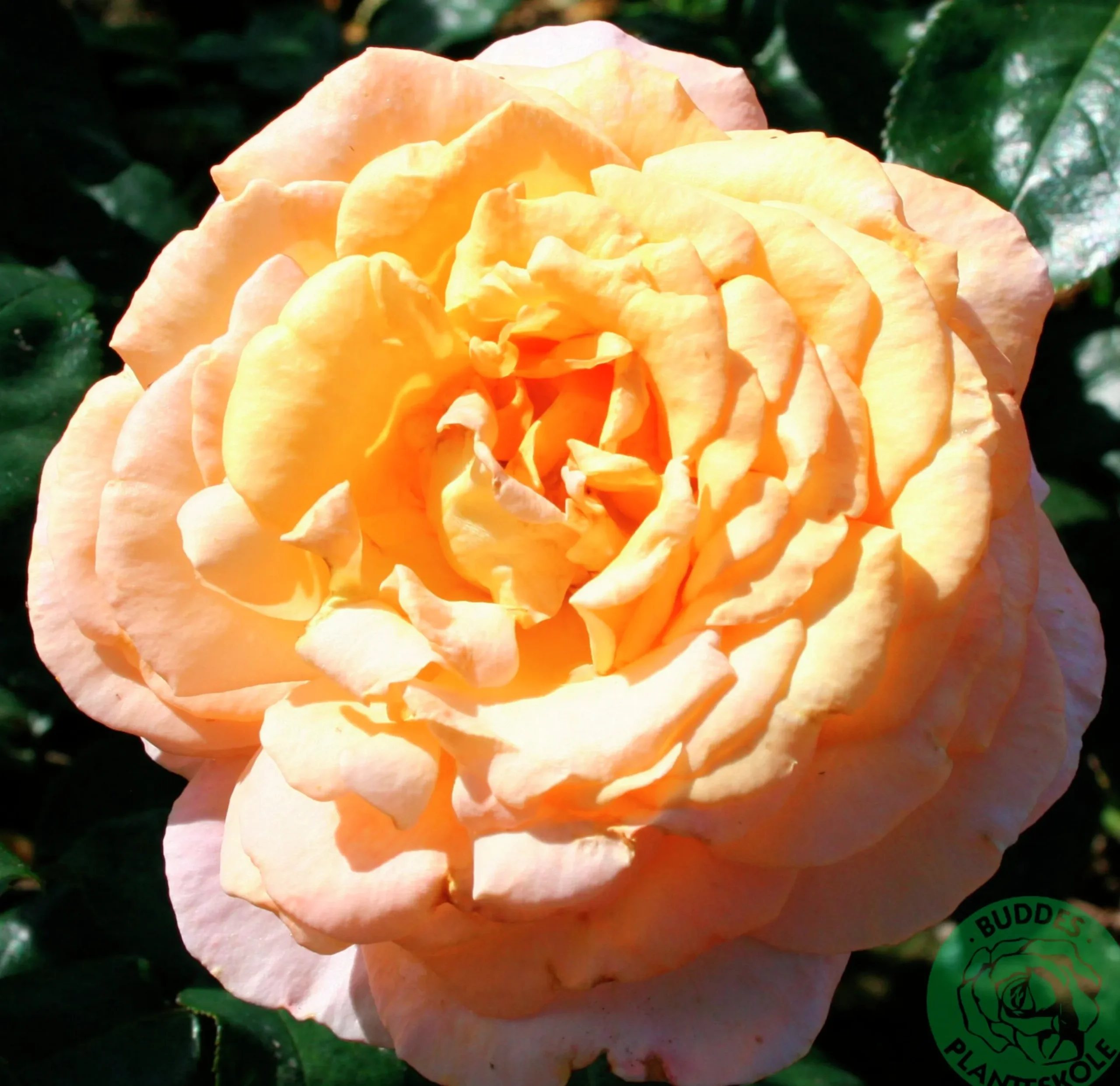 Storblommig ros 'Bitten Clausen syn. Scented Memory' 'Poulht002' Barrotad