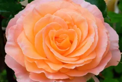 Storblommig ros 'Bitten Clausen syn. Scented Memory' 'Poulht002' Barrotad