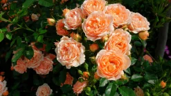Storblommig Ros 'Carl Nielsen' 'Poulht010' Barrotad