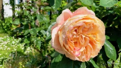 Storblommig Ros 'Carl Nielsen' 'Poulht010' Barrotad