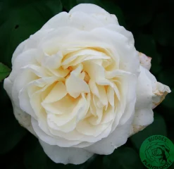 Storblommig ros 'Claus Dalby' 'Poulht009' Barrotad