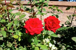 Storblommig Ros 'Erotika' Barrotad