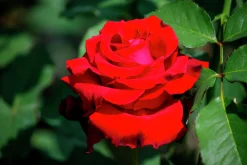Storblommig Ros 'Erotika' Barrotad