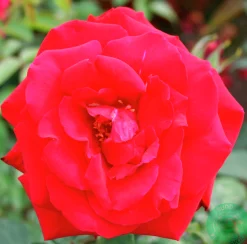 Storblommig Ros 'Erotika' Barrotad