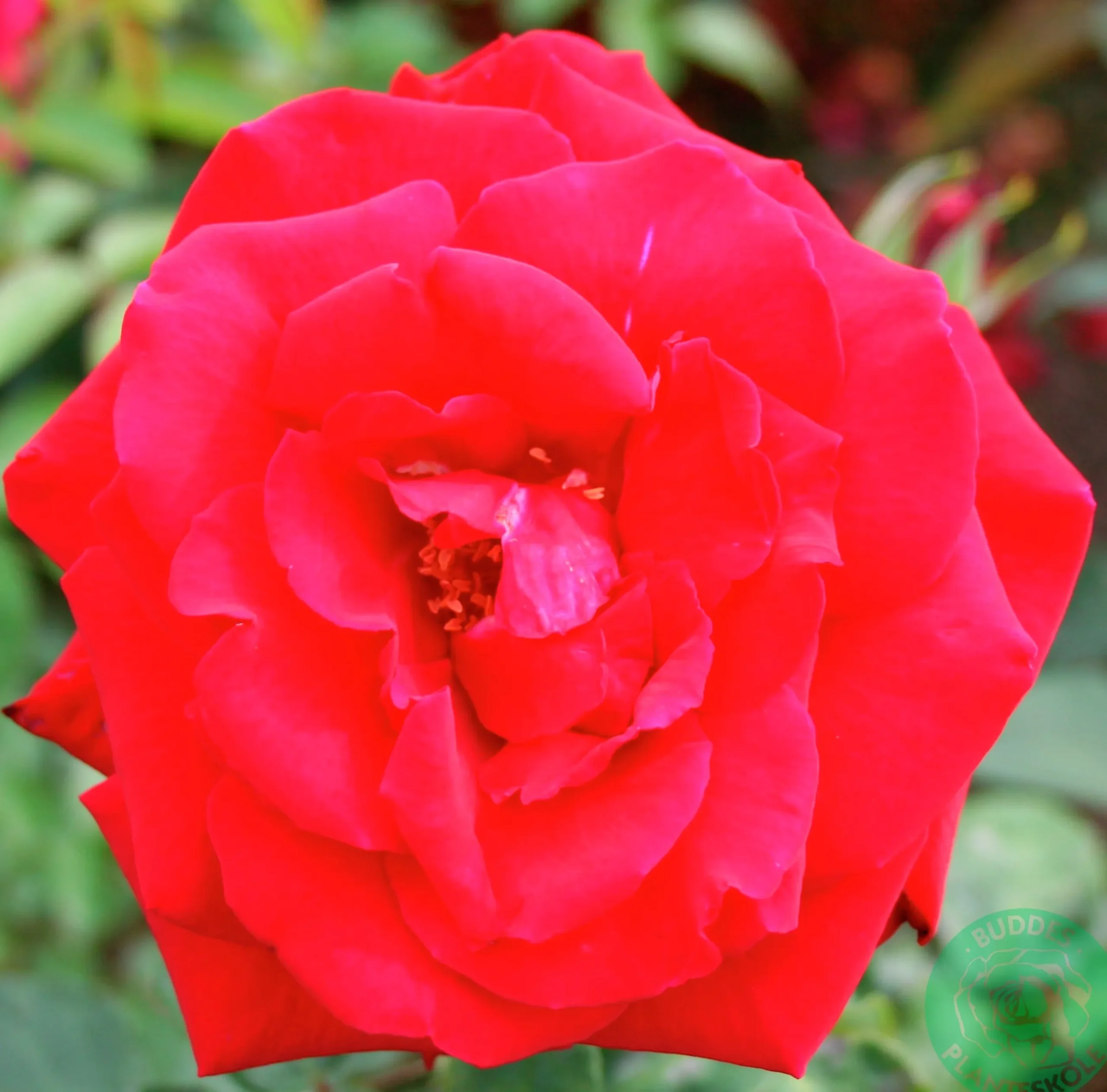 Storblommig Ros 'Erotika' Barrotad