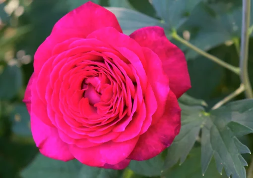 Storblommig Ros 'Johann Wolfgang von Goethe' 'Tan04179' Barrotad