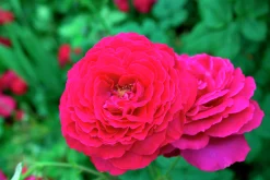 Storblommig Ros 'Johann Wolfgang von Goethe' 'Tan04179' Barrotad