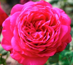 Storblommig Ros 'Johann Wolfgang von Goethe' 'Tan04179' Barrotad