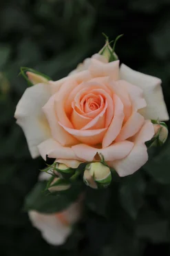 Storblommig ros 'Morten Korch' 'Harmisty' Barrotad